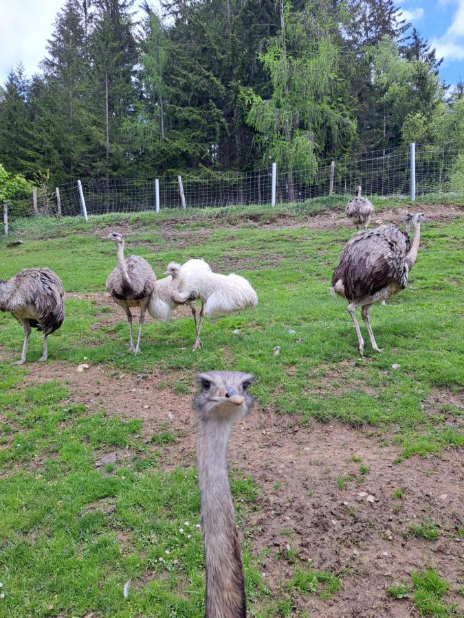 Erlebnisbauernhof Gutschi Ranch Lejlighed Kamp Eksteriør billede