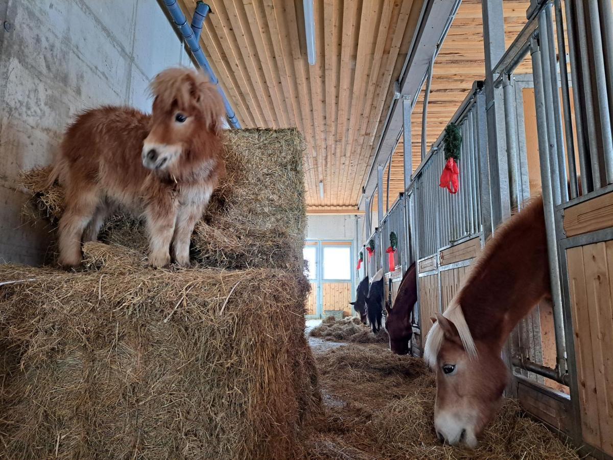 Erlebnisbauernhof Gutschi Ranch Lejlighed Kamp Eksteriør billede